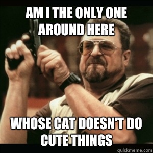 Am i the only one around here Whose cat doesn't do cute things - Am i the only one around here Whose cat doesn't do cute things  Am I The Only One Round Here