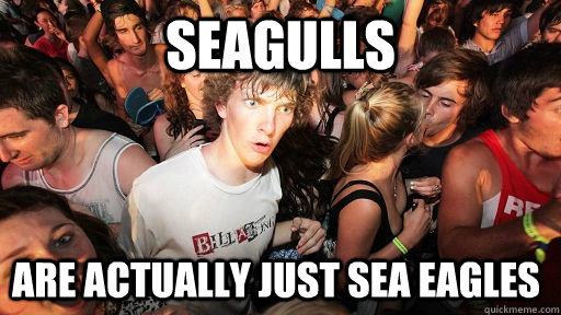 SEAGULLS ARE ACTUALLY JUST SEA EAGLES  Sudden Clarity Clarence