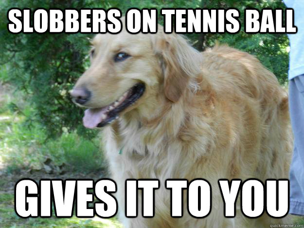Slobbers on tennis ball Gives it to you - Slobbers on tennis ball Gives it to you  Conniving Dog