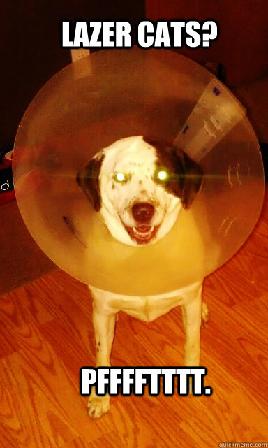 Lazer Cats?     PFFFFTTTT. - Lazer Cats?     PFFFFTTTT.  LAZER DOG