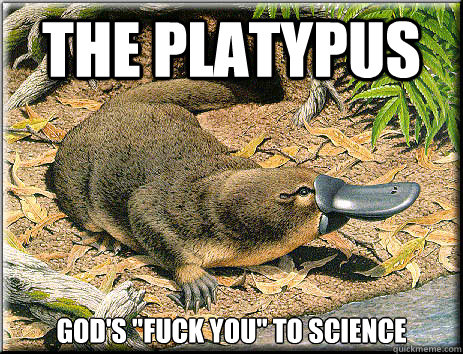 The Platypus God's 