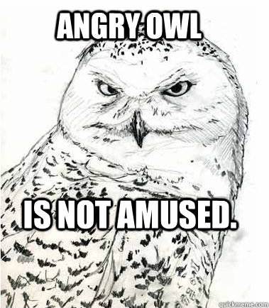 Angry owl Is not amused.  Angry Owl