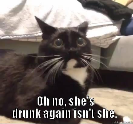 scared cat meme -  OH NO, SHE'S DRUNK AGAIN ISN'T SHE.  Misc