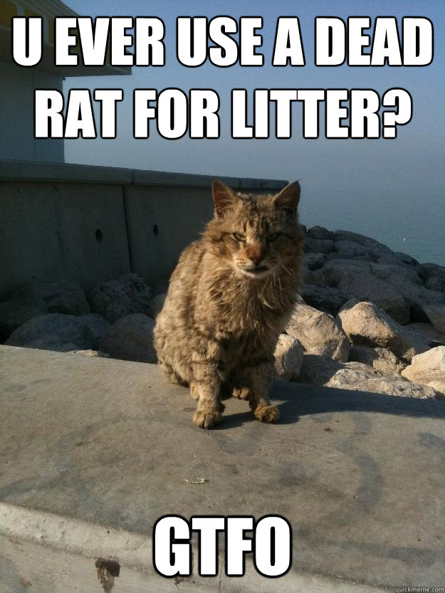 U ever use a dead rat for litter? gtfo  Bitter Cat