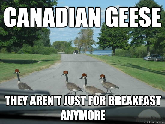 Canadian Geese They aren't just for breakfast anymore - Canadian Geese They aren't just for breakfast anymore  Scumbag Geese