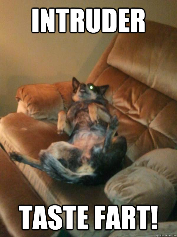 Intruder Taste fart! - Intruder Taste fart!  Gross Dog