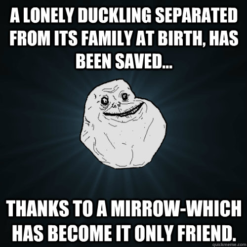 A lonely duckling separated from its family at birth, has been saved... thanks to a mirrow-which has become it only friend.  Forever Alone