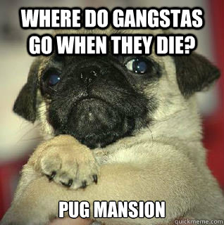 where do gangstas go when they die?  pug mansion - where do gangstas go when they die?  pug mansion  SMUG PUG