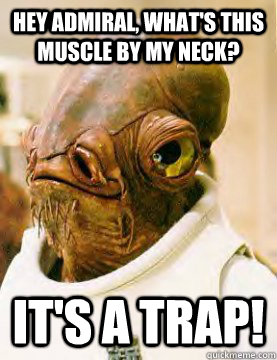 Hey admiral, what's this muscle by my neck? IT'S A trap!  