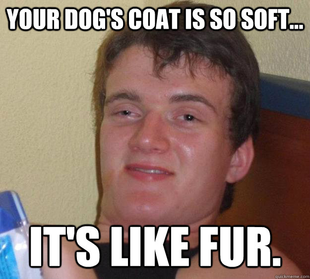Your dog's coat is so soft... it's like fur. - Your dog's coat is so soft... it's like fur.  10 Guy