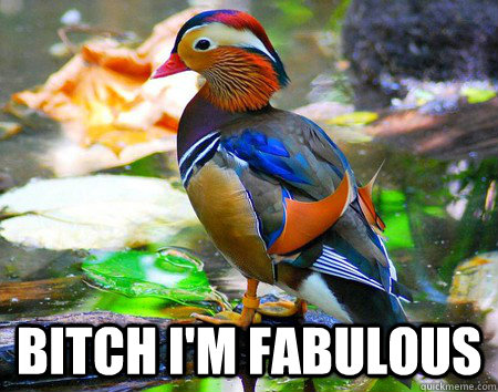  Bitch i'm fabulous -  Bitch i'm fabulous  Misc
