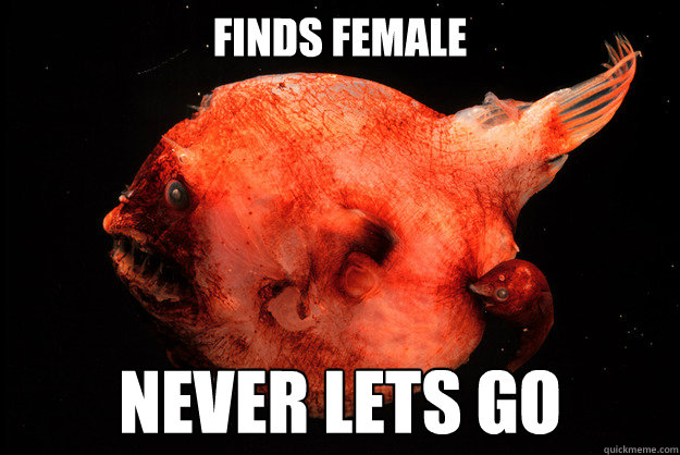 Finds female Never Lets Go - Finds female Never Lets Go  Overly Attached Male Angler-fish