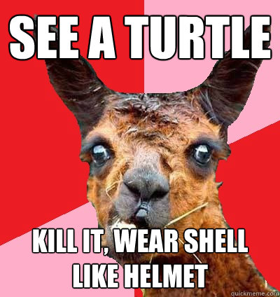 See A Turtle Kill it, Wear shell like helmet  