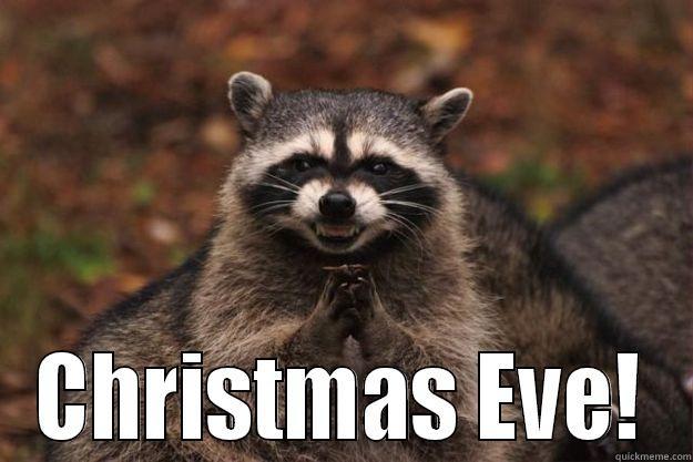  CHRISTMAS EVE! Evil Plotting Raccoon