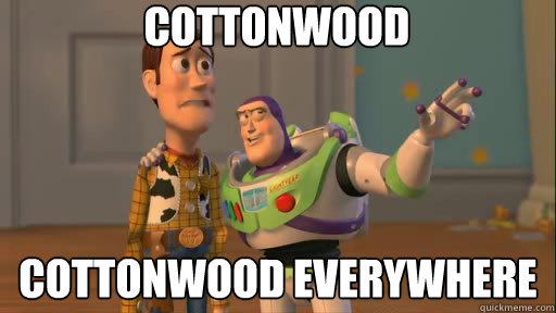 Cottonwood Cottonwood everywhere  Everywhere