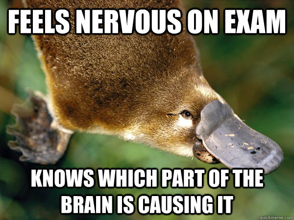 Feels nervous on exam Knows which part of the brain is causing it  Premed Platypus