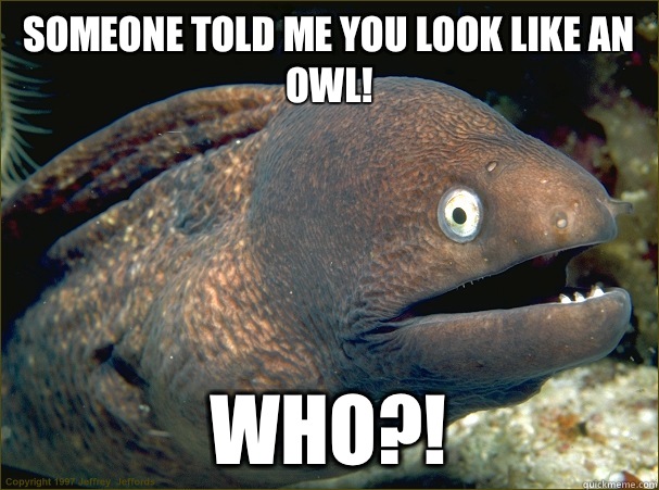 Someone told me you look like an owl! Who?! - Someone told me you look like an owl! Who?!  Bad Joke Eel