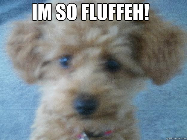 Im so fluffeh! Bottom caption - Im so fluffeh! Bottom caption  Fluffeh Pup