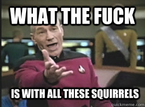 What the fuck is with all these squirrels  Annoyed Picard