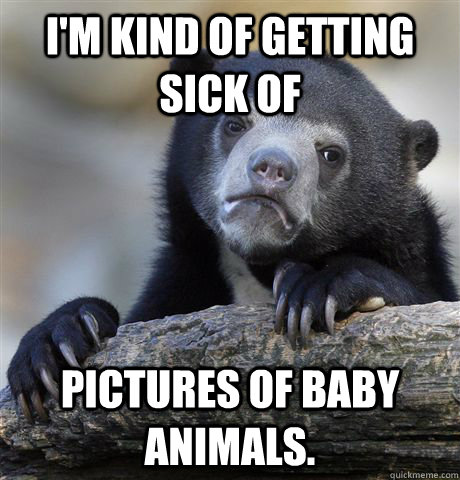 I'm kind of getting sick of pictures of baby animals. - I'm kind of getting sick of pictures of baby animals.  Confession Bear