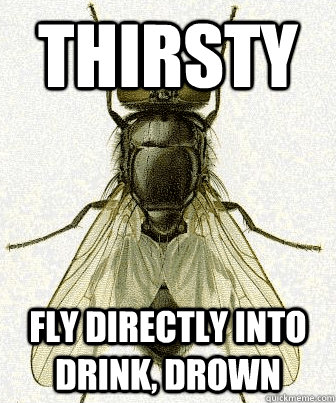 Thirsty Fly directly into drink, drown  Fly logic