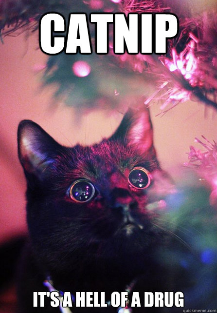 Catnip It's a hell of a drug  Catnip Cat