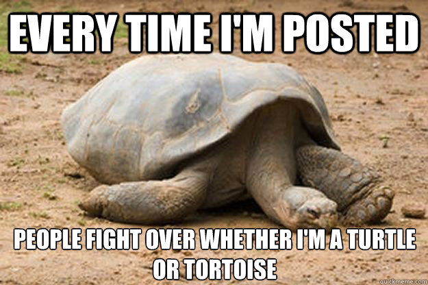 Every time I'm posted People fight over whether I'm a turtle or tortoise  Depression Turtle
