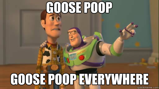 Goose poop goose poop everywhere  Everywhere