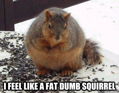  I Feel Like a Fat dumb squirrel -  I Feel Like a Fat dumb squirrel  Fat Squirrel