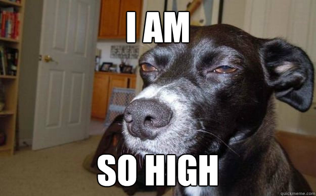 I am  SO high - I am  SO high  Skeptical Mutt