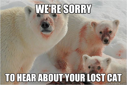 We're sorry To hear about your lost cat - We're sorry To hear about your lost cat  Bad News Bears
