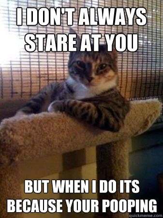 I don't always stare at you But when i do its because your pooping  The Most Interesting Cat in the World
